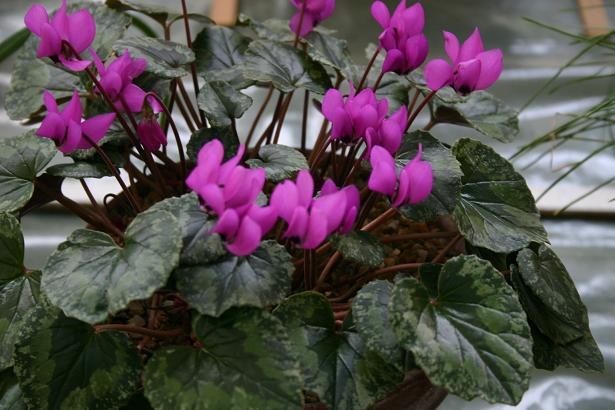 Cyclamen pseudibericum 