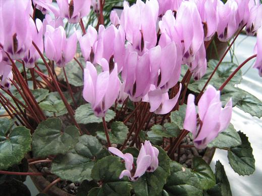 Cyclamen pseudibericum 'Roseum' 