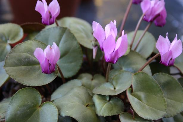 Cyclamen purpurascens 