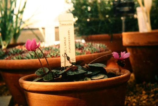 Cyclamen purpurascens 