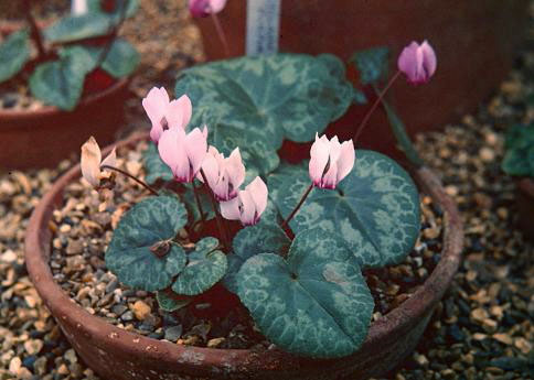 Cyclamen purpurascens 