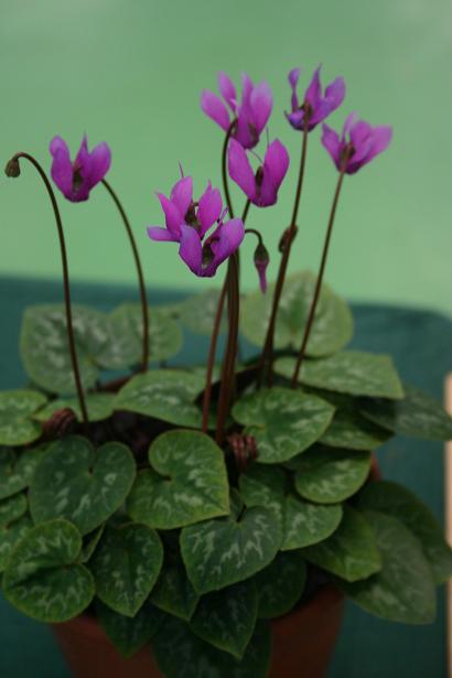 Cyclamen purpurascens 