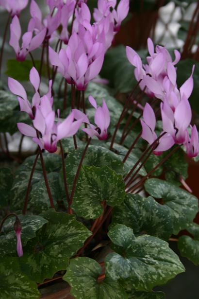 Cyclamen rhodium ssp.peloponnesiacum 