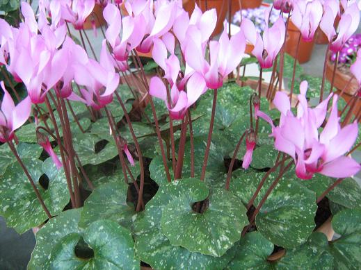 Cyclamen rhodium ssp.peloponnesiacum 