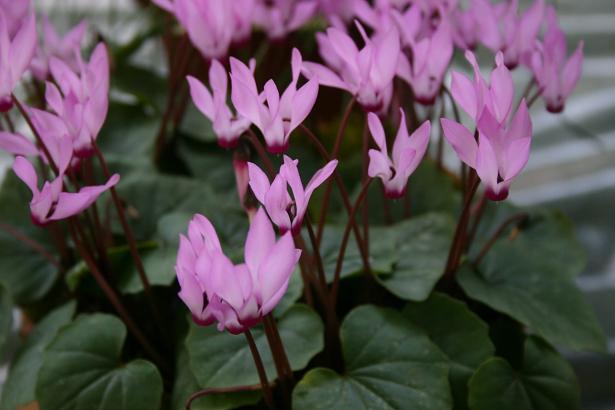 Cyclamen rhodium ssp.peloponnesiacum 