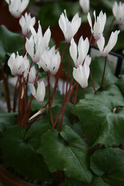 Cyclamen rhodium ssp rhodium 