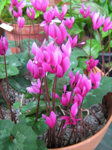 Cyclamen rhodium ssp. vividum 