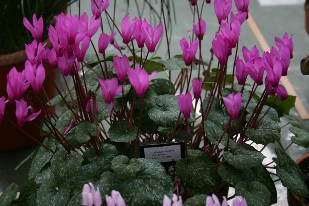 Cyclamen rhodium ssp. vividum 