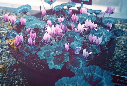 Cyclamen rohlfsianum 