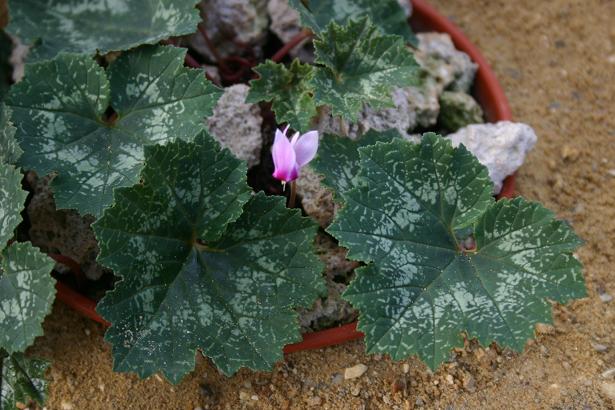 Cyclamen rohlfsianum 