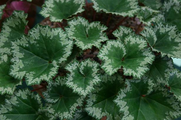 Cyclamen rohlfsianum 