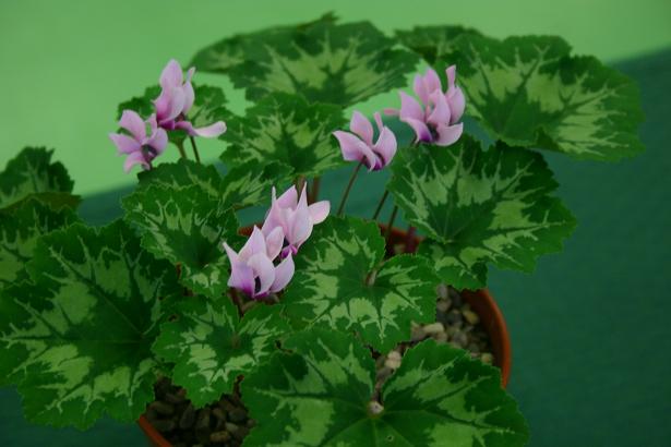 Cyclamen rohlfsianum 