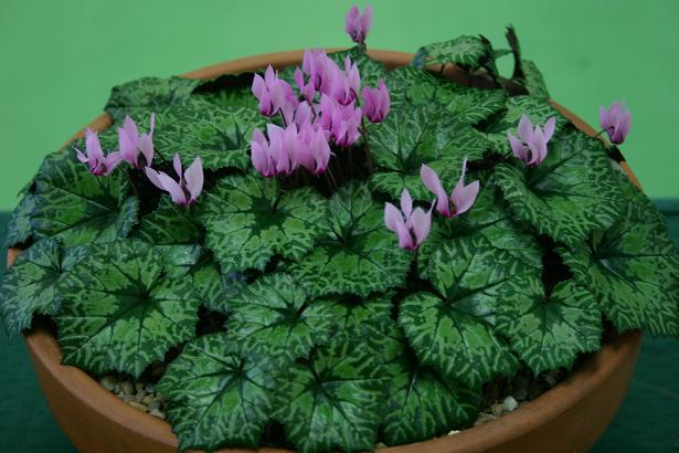 Cyclamen rohlfsianum 