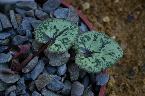 Cyclamen x wellensiekii 