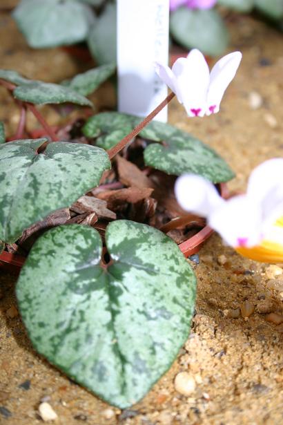 Cyclamen x wellensiekii 