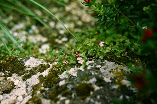 Cymbalaria muralis 