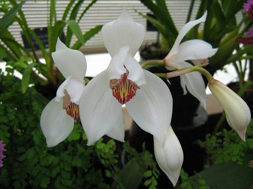 Cymbidium erythrostylum 