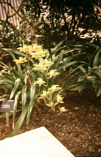 Cymbidium lowianum 