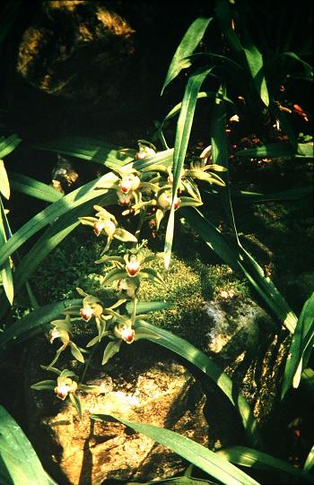 Cymbidium lowianum 