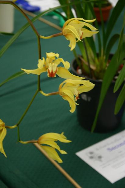 Cymbidium lowianum 'Aureum' 