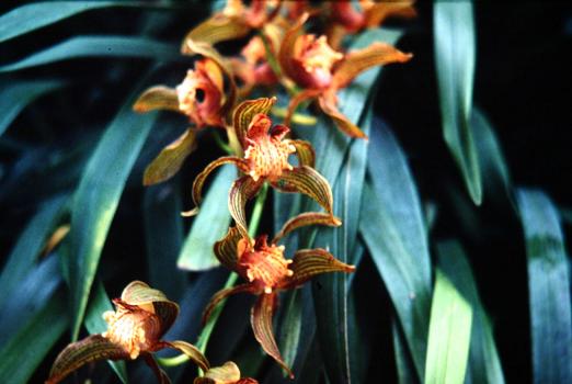 Cymbidium tracyanum 