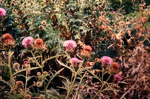 Cynara cardunculus 