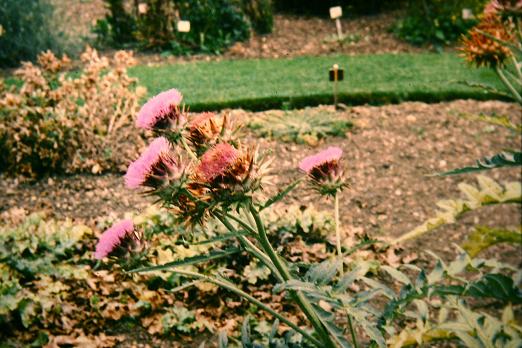 Cynara scolymus 