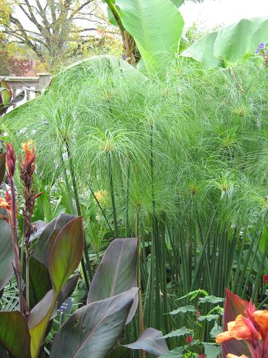 Cyperus papyrus 