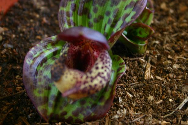 Cypripedium lichiangense 