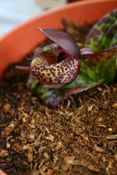 Cypripedium lichiangense 