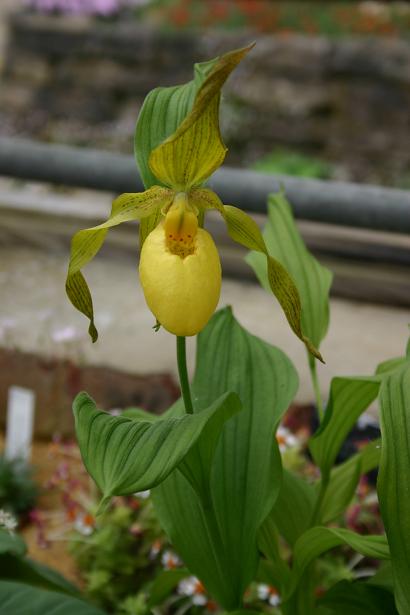 Cyprepedium pubescens 