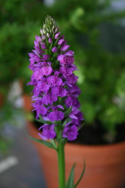 Dactylorhiza foliosa 