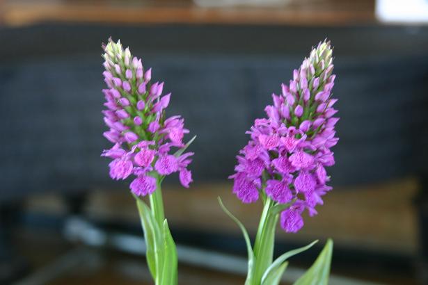 Dactylorhiza foliosa 