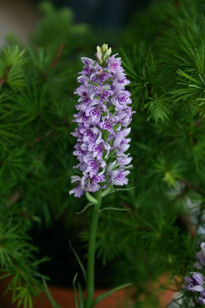 Dactylorhiza fuchsii 