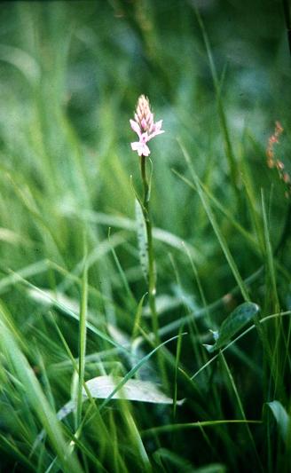 Dactylorhiza fuchsii 