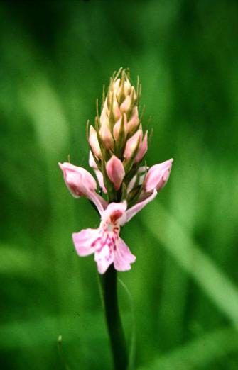 Dactylorhiza fuchsii 