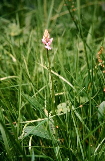 Dactylorhiza fuchsii 