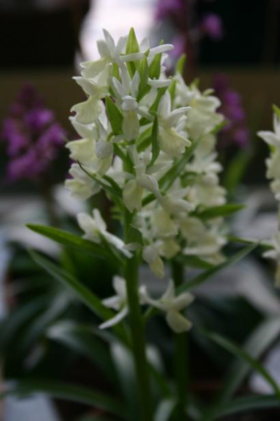 Dactylorhiza romana 