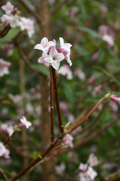 Daphne bholua 'Jacqueline Postill' 