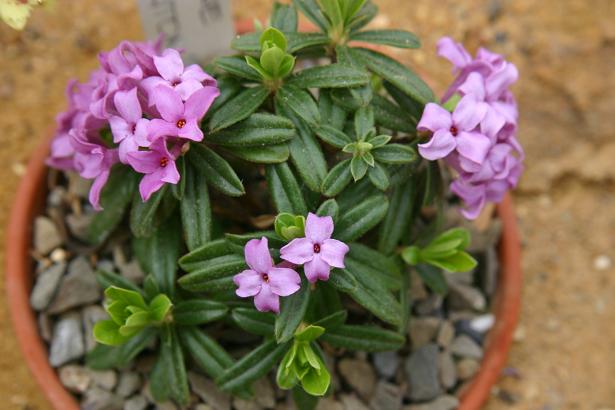 Daphne 'Cheriton' 