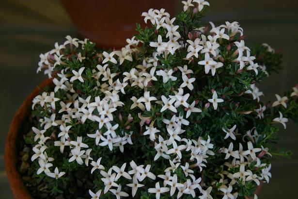 Daphne jasminea 