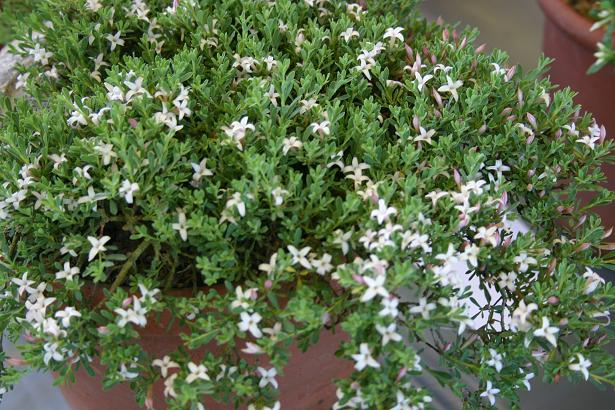 Daphne jasminea 