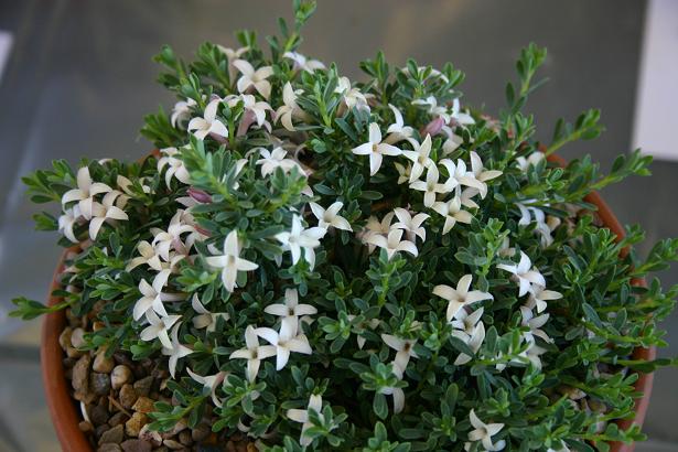 Daphne jasminea 