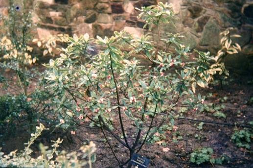 Daphne odora 'Aureomarginata' 