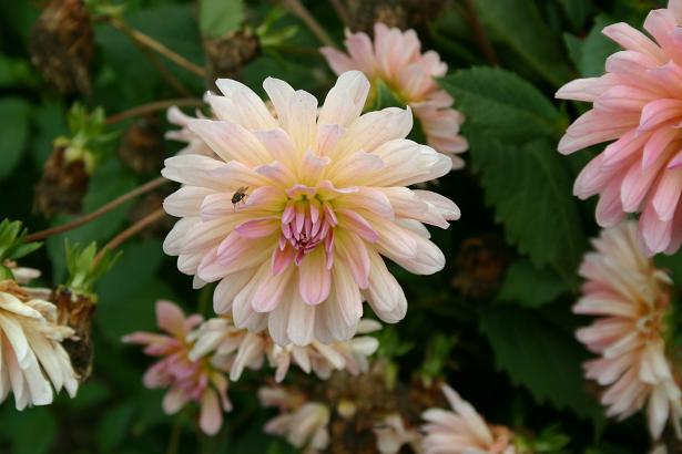 Dahlia 'Baby Fonteneau ' 