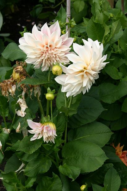 Dahlia 'Cafe au Lait ' 