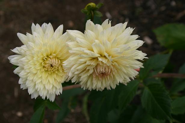 Dahlia 'Daddy's Choice ' 