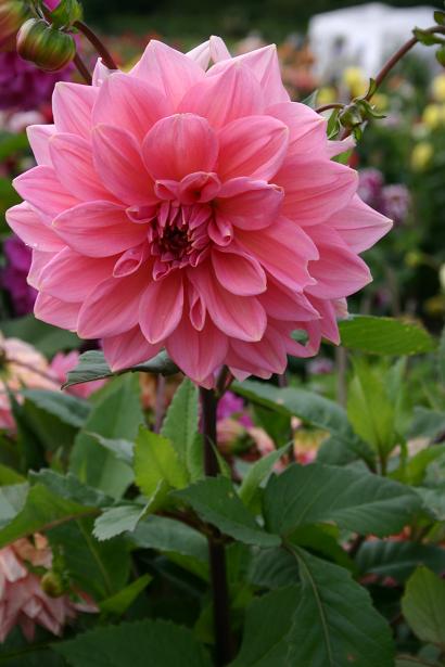 Dahlia 'Earl Haig ' 