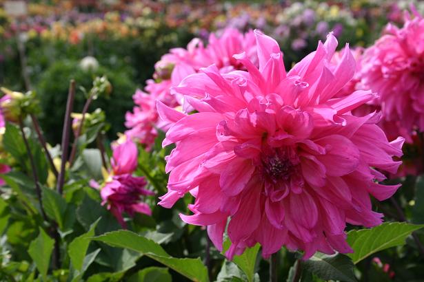 Dahlia 'Fairway Pilot ' 