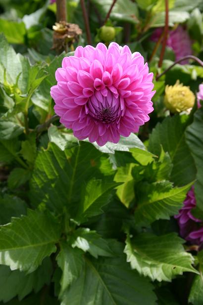 Dahlia 'Gala Parade ' 
